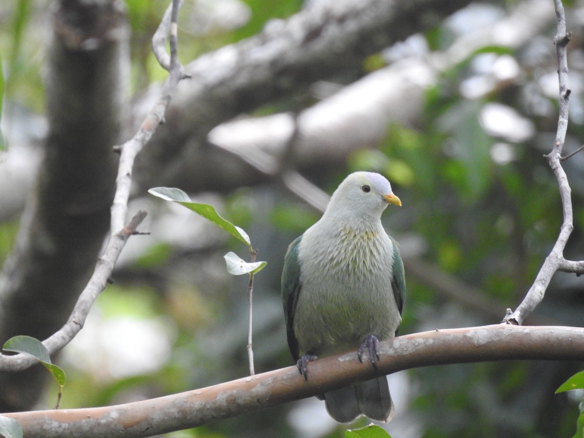 Gray-green Fruit-Dove - Debbi Senechal
