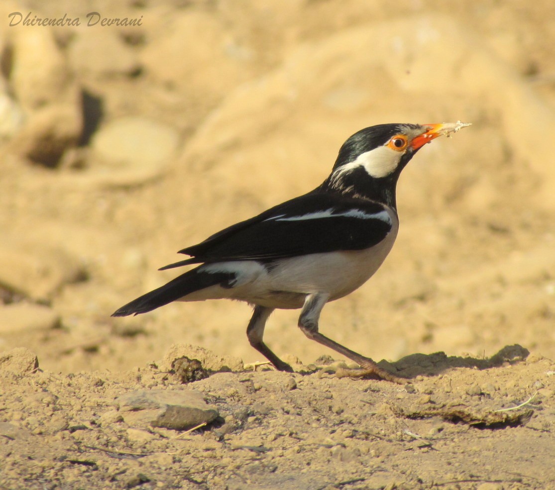 Indian Pied Starling - ML90221711
