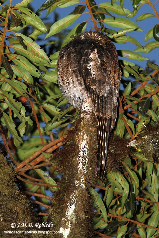 Andean Potoo - ML90222351
