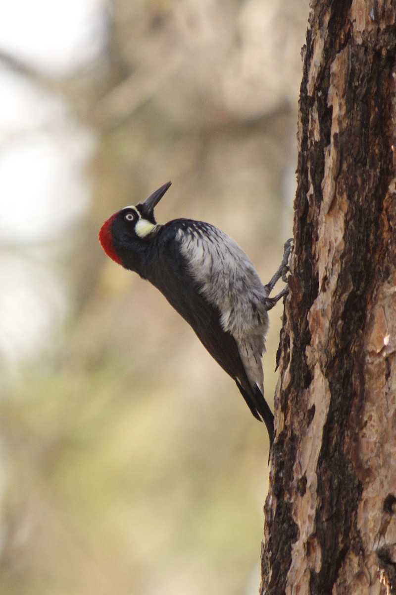 Acorn Woodpecker - ML90223111