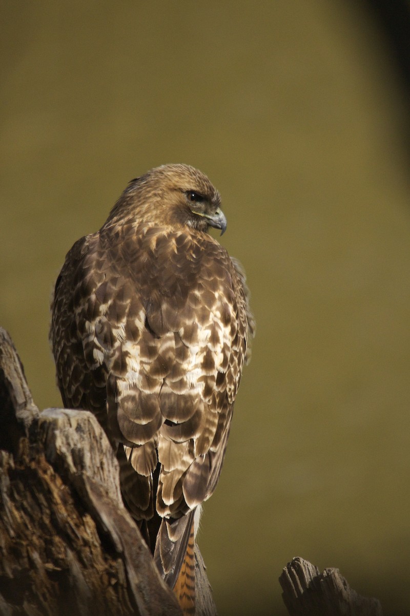 Red-tailed Hawk - ML90223141