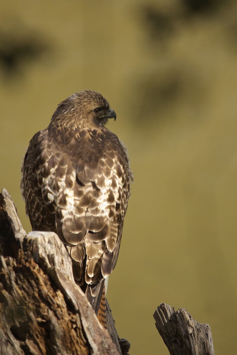 Red-tailed Hawk - ML90223161
