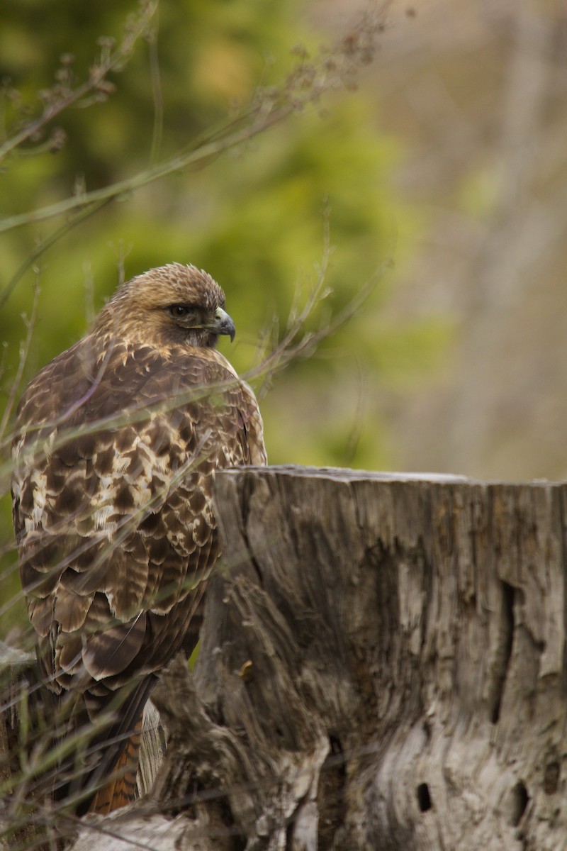 Red-tailed Hawk - ML90223171