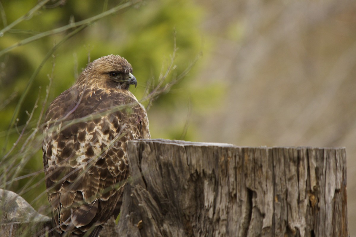 Red-tailed Hawk - ML90223181