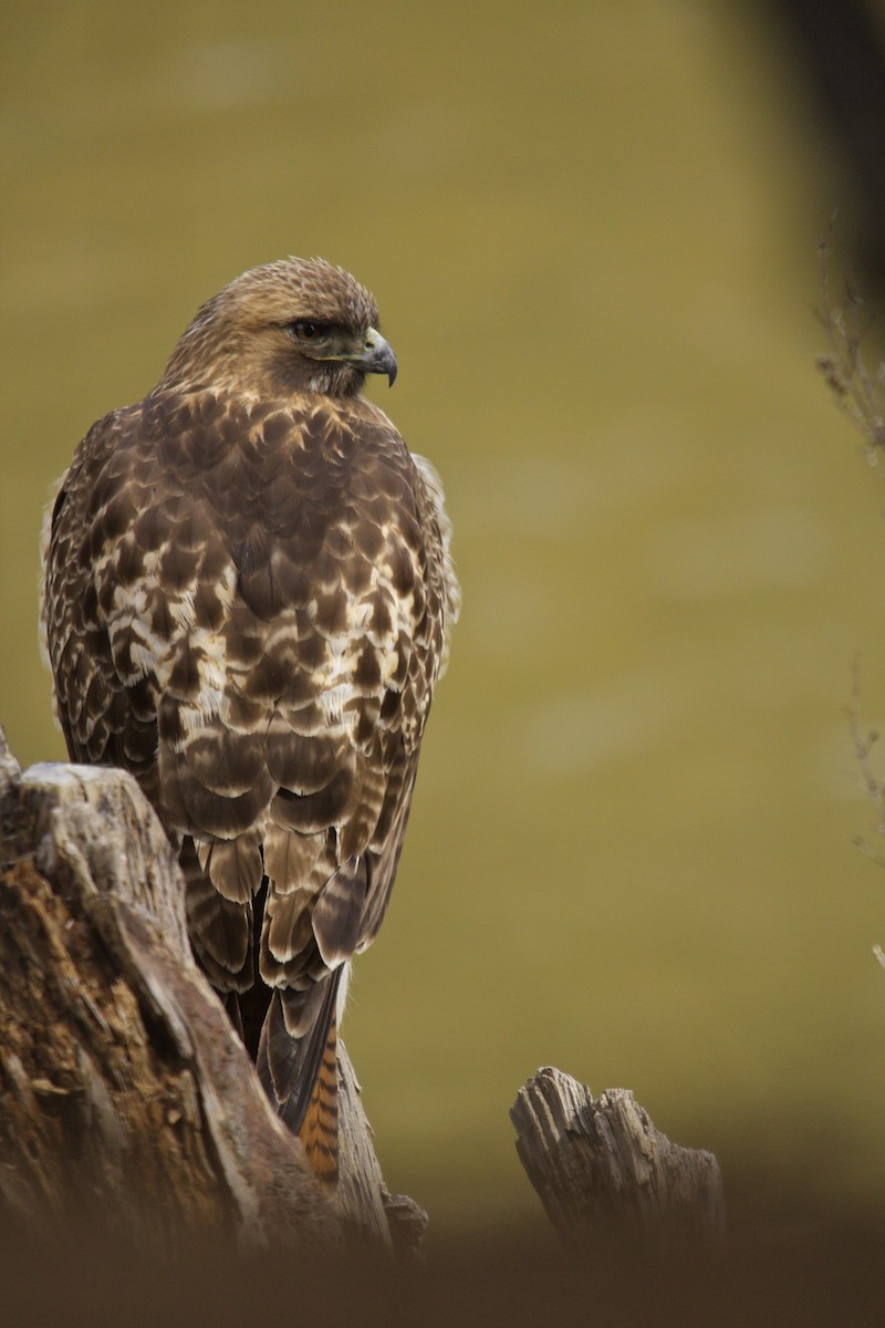 Red-tailed Hawk - ML90223191