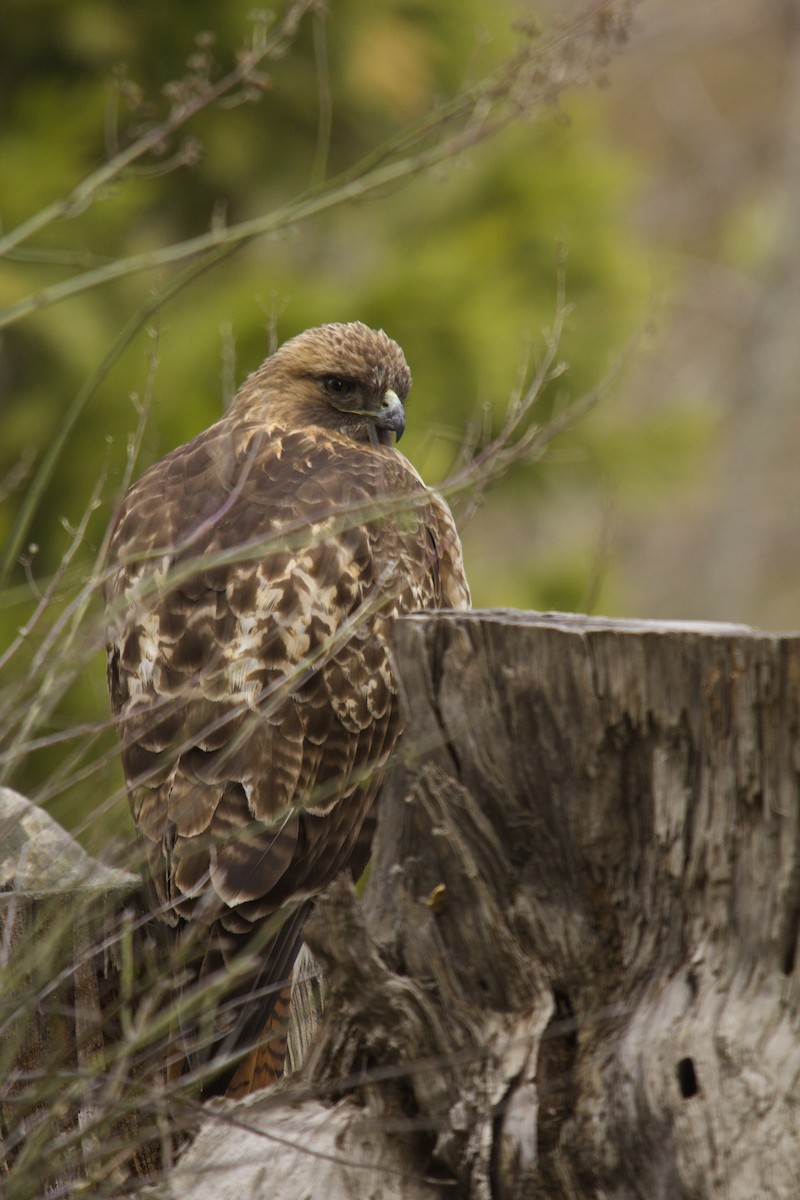 Red-tailed Hawk - ML90223211