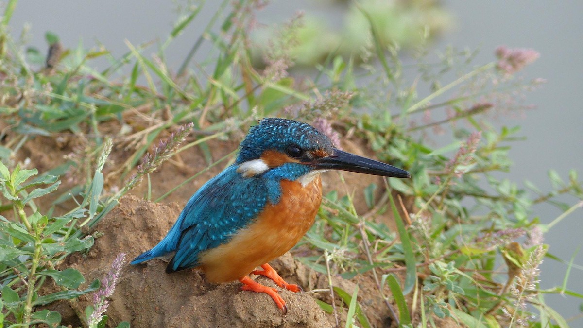 Common Kingfisher - Bijoy Venugopal