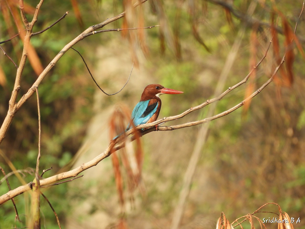 White-throated Kingfisher - Sridhara B A