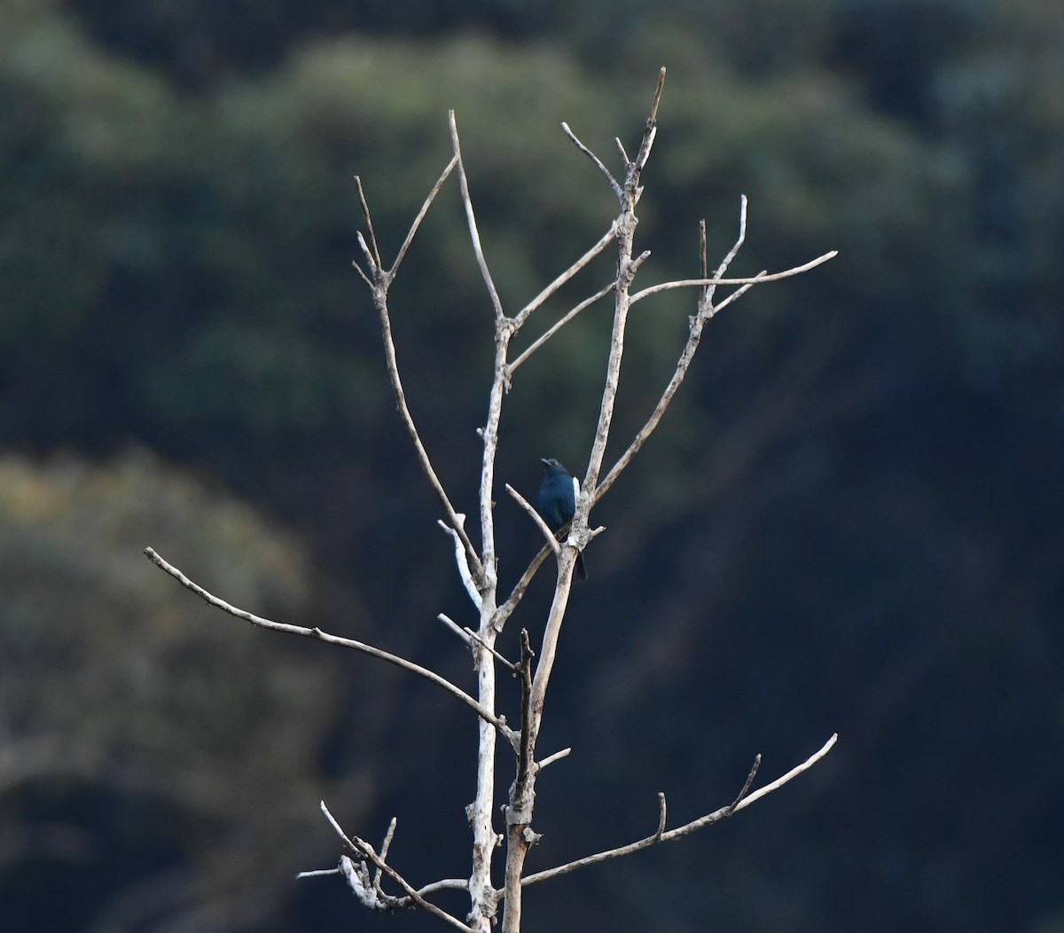 Asian Fairy-bluebird - ML90224851