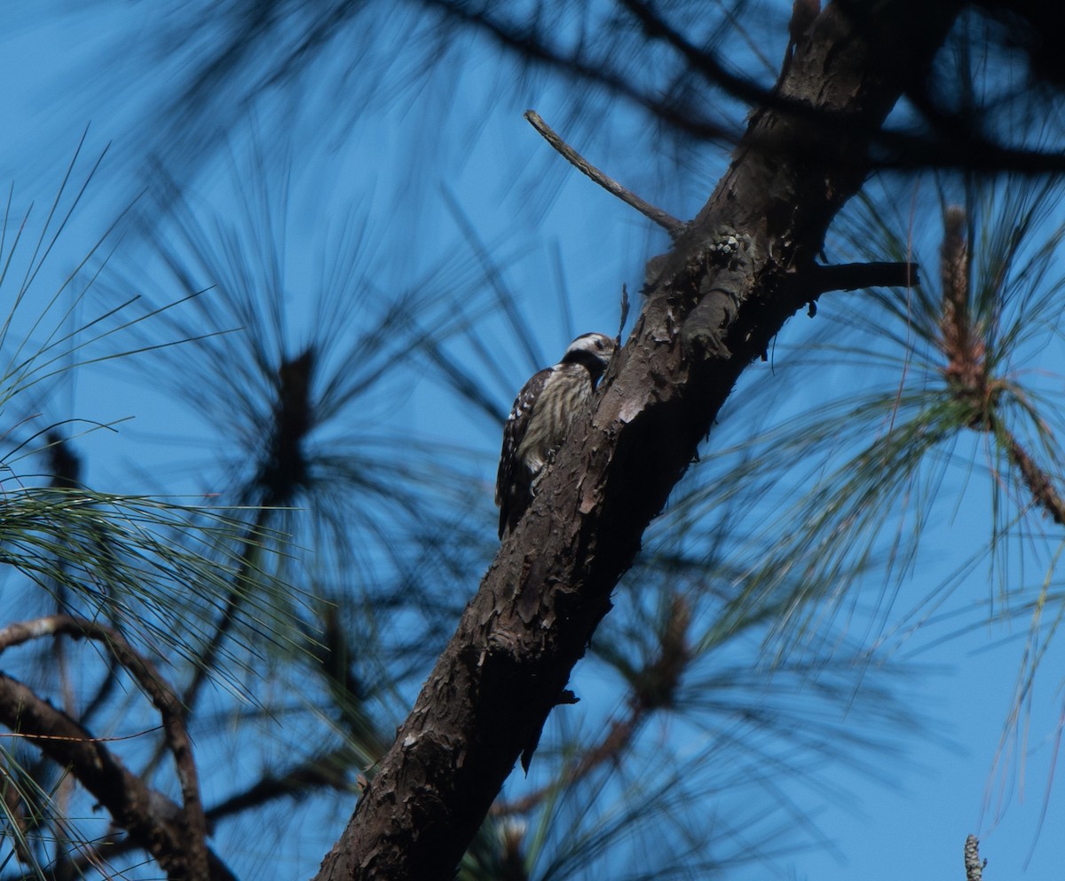 Gray-capped Pygmy Woodpecker - ML90225811