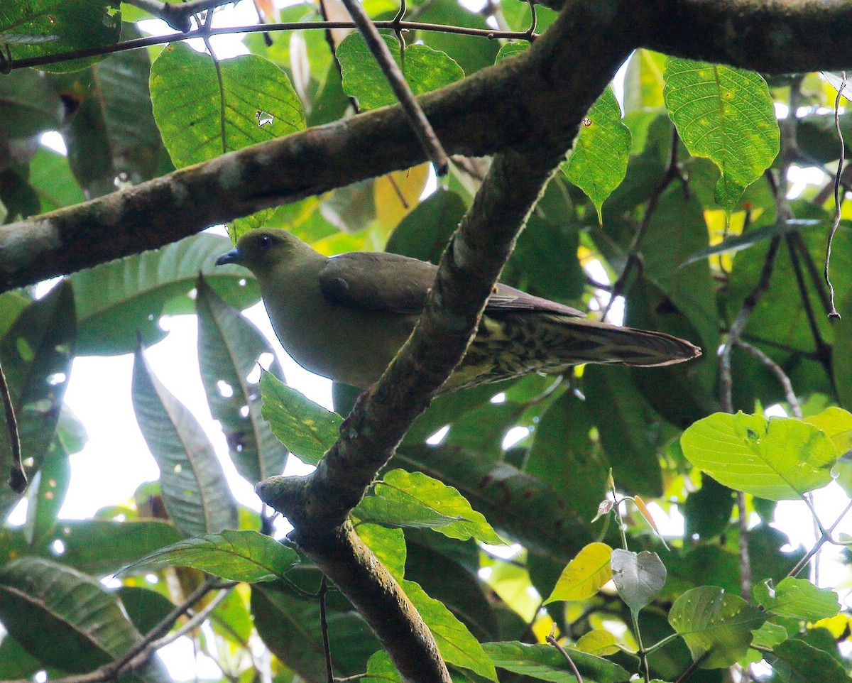 Wedge-tailed Green-Pigeon - Neoh Hor Kee