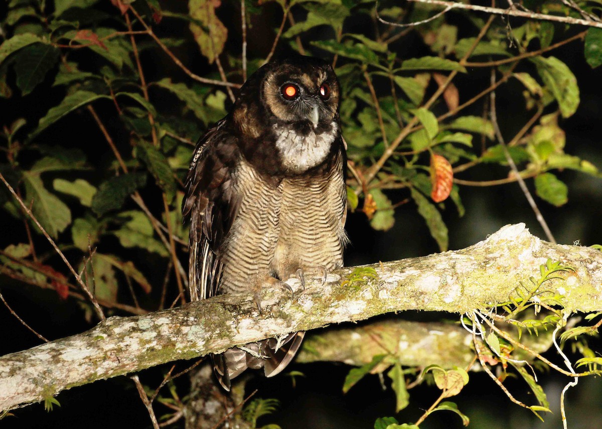 Brown Wood-Owl - ML90227341