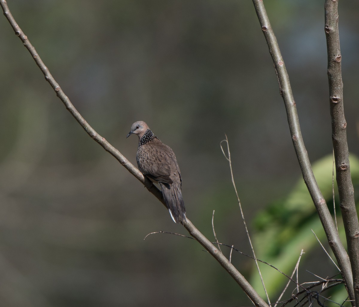 Spotted Dove - ML90227361