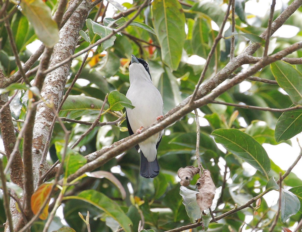 White-browed Shrike-Babbler - Neoh Hor Kee
