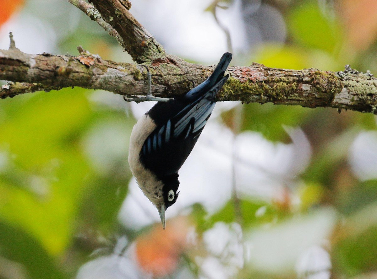 Blue Nuthatch - Neoh Hor Kee