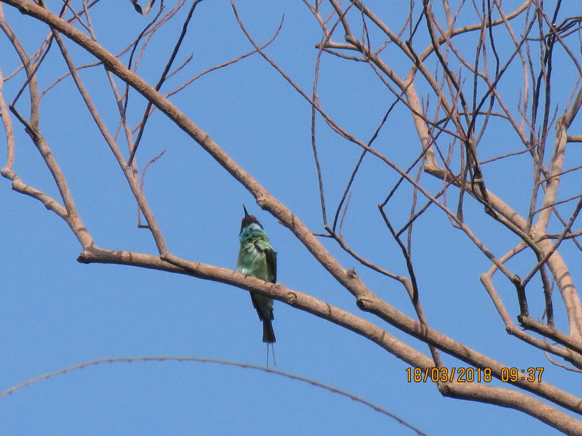 Blue-throated Bee-eater - Angela Christine Chua