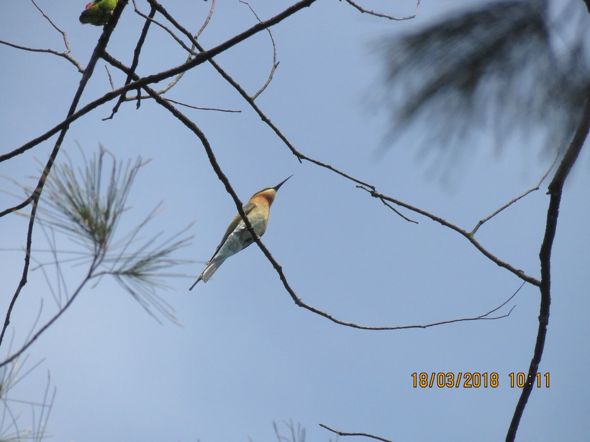 Blue-tailed Bee-eater - Angela Christine Chua