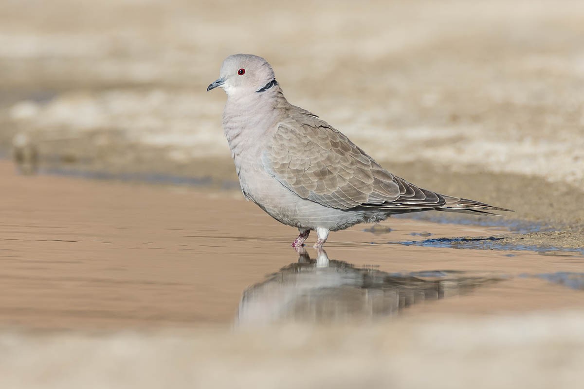 Eurasian Collared-Dove - Honza Grünwald