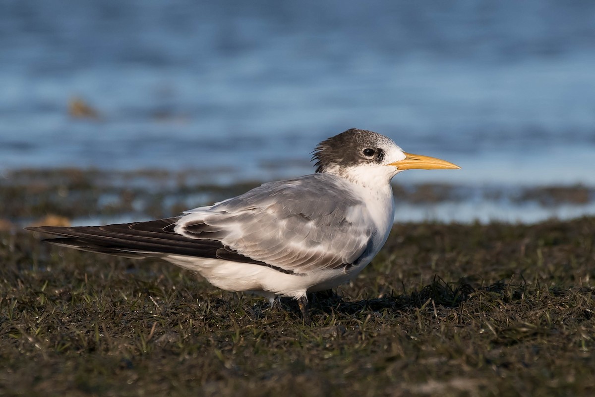 Great Crested Tern - ML90230651