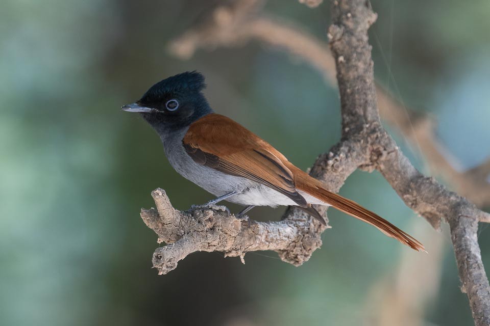 African Paradise-Flycatcher - James Kennerley