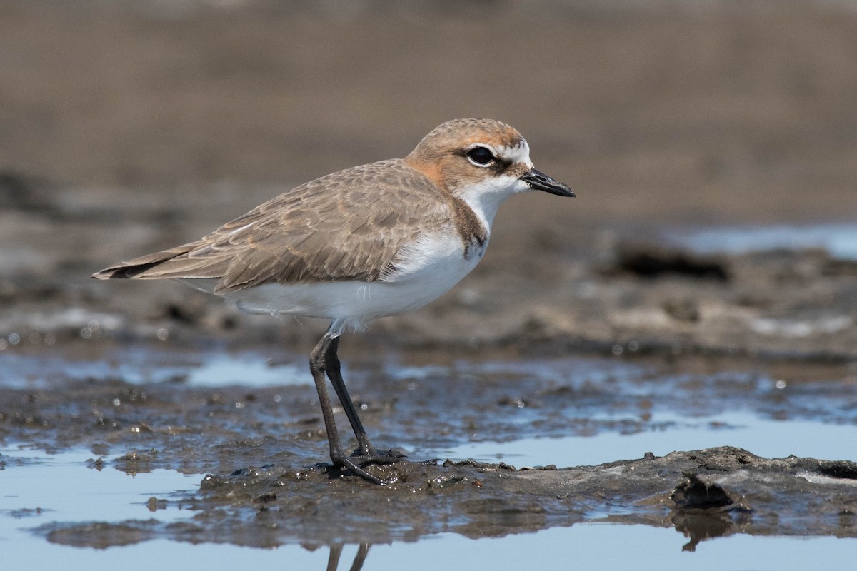 Red-capped Plover - ML90231261