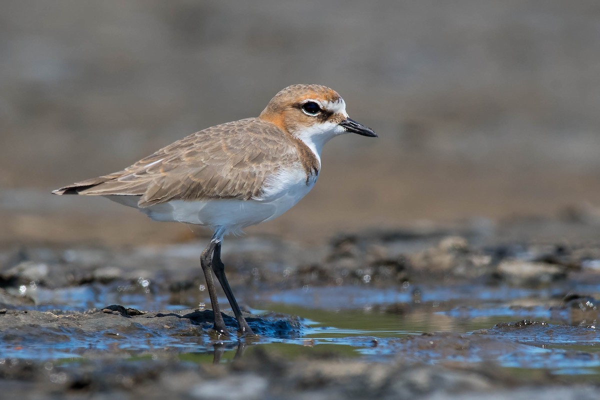 Red-capped Plover - ML90231281