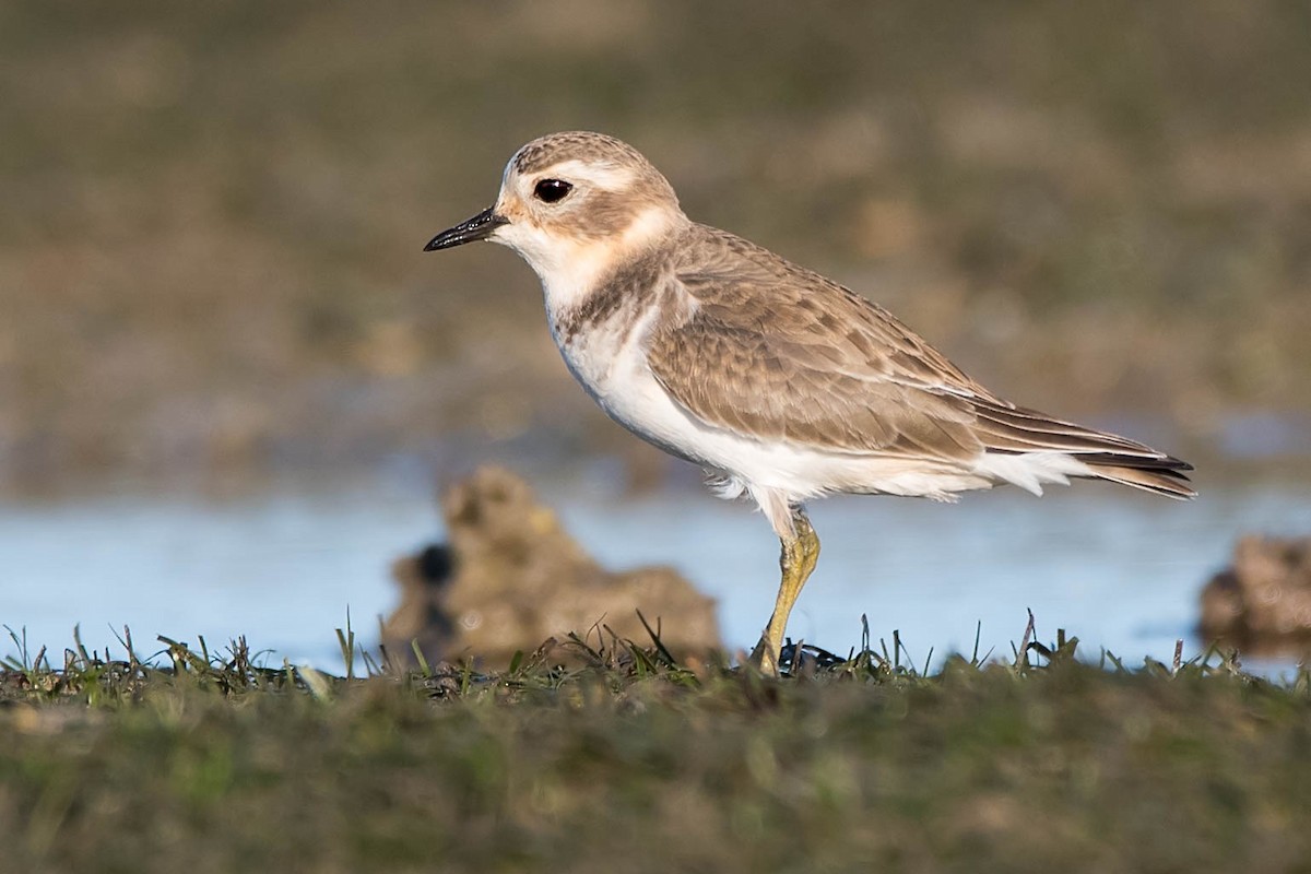 Double-banded Plover - ML90232281
