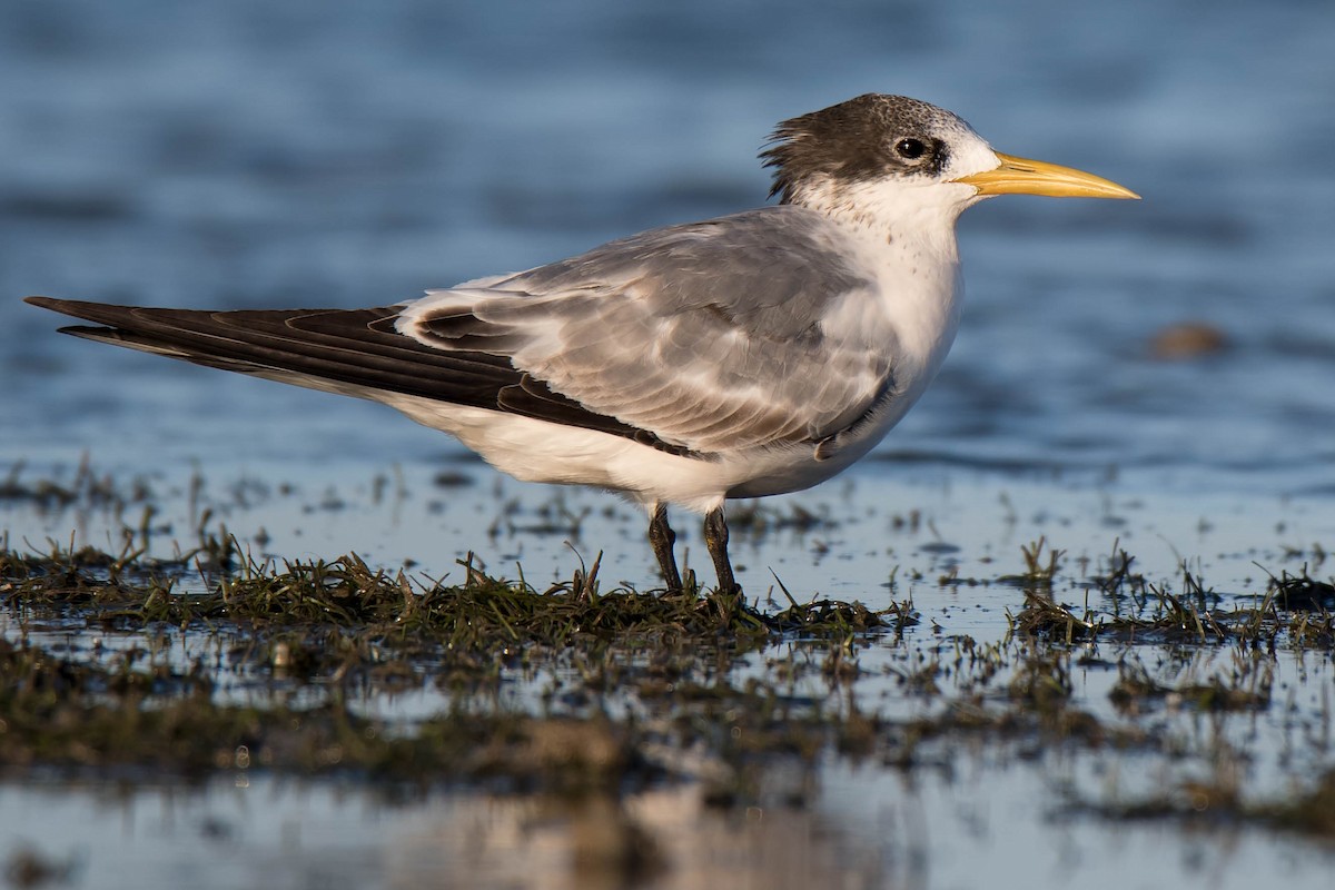 Great Crested Tern - ML90232371