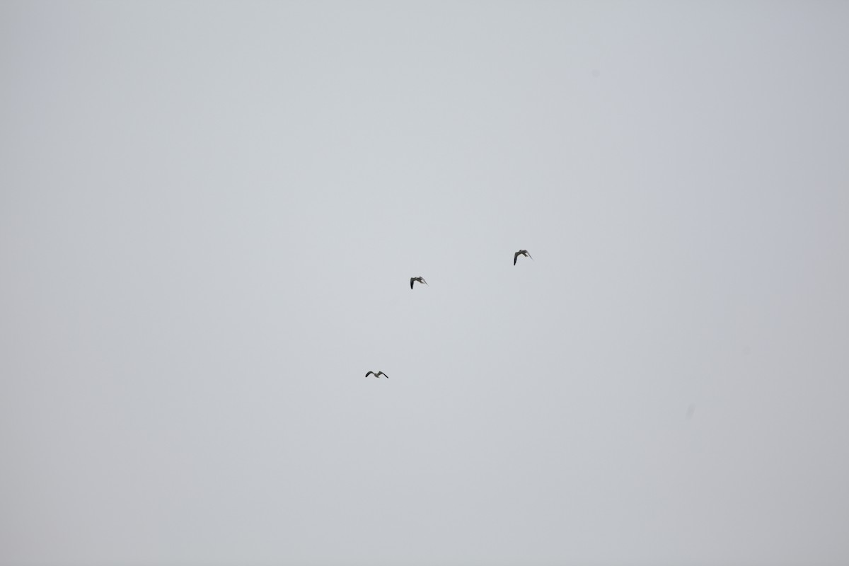 Black-winged Kite - ML90233321