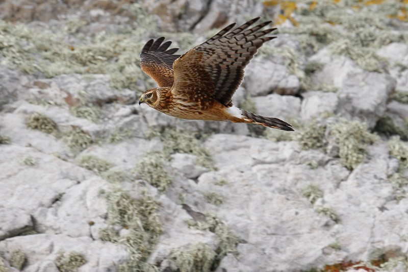 Cinereous Harrier - Micky Reeves