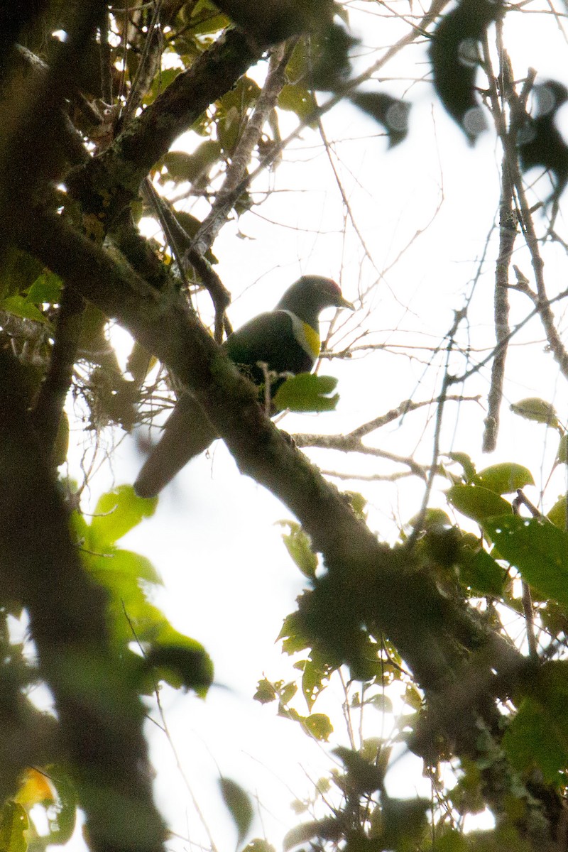 White-breasted Fruit-Dove - ML90234981