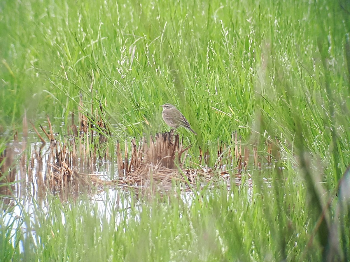 Water Pipit - ML90236081