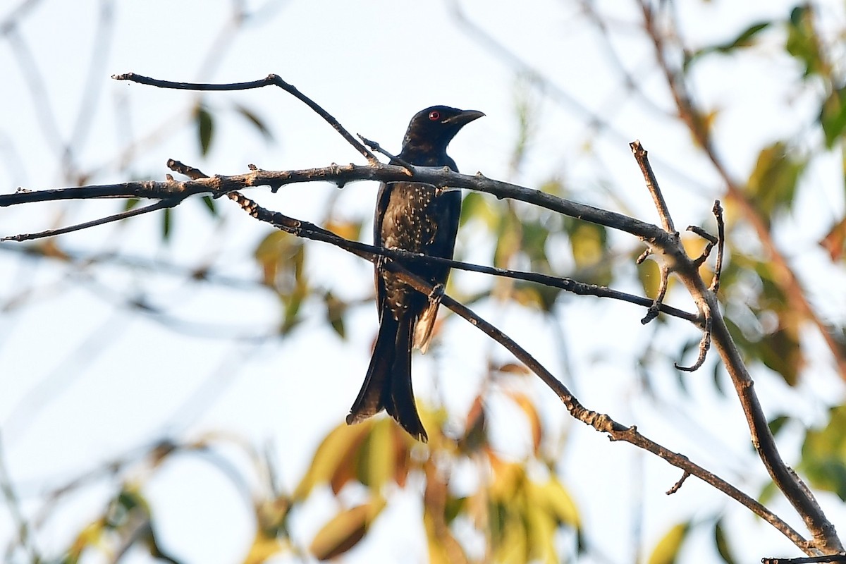Crow-billed Drongo - Anonymous