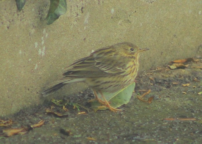 Meadow Pipit - Theo Stowell