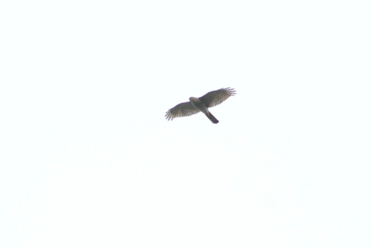 Eurasian Sparrowhawk - ML90240711