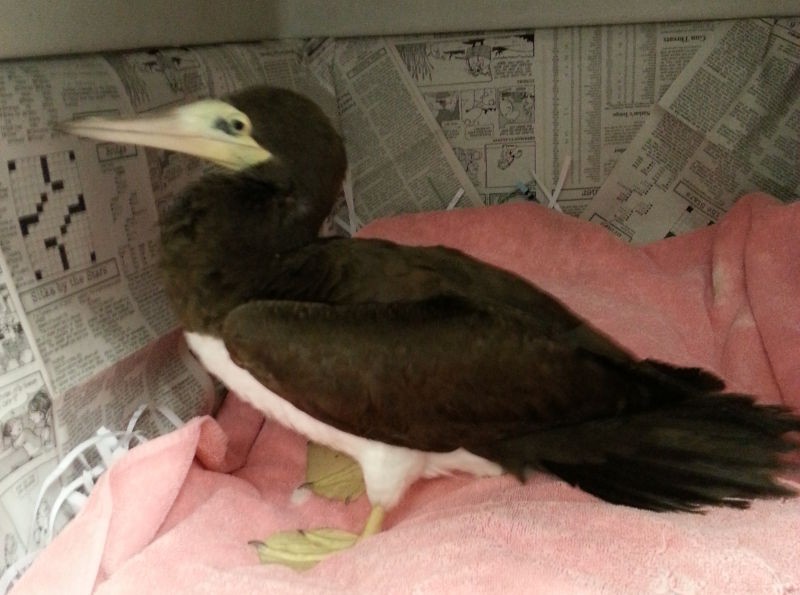 Brown Booby - ML90242511