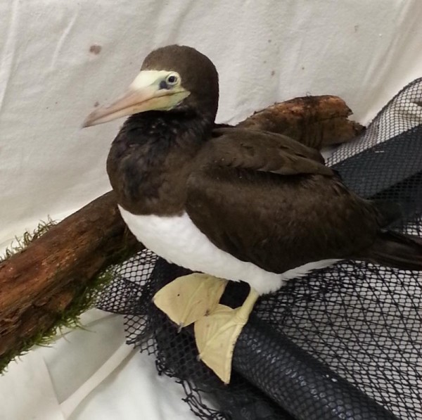Brown Booby - ML90242521