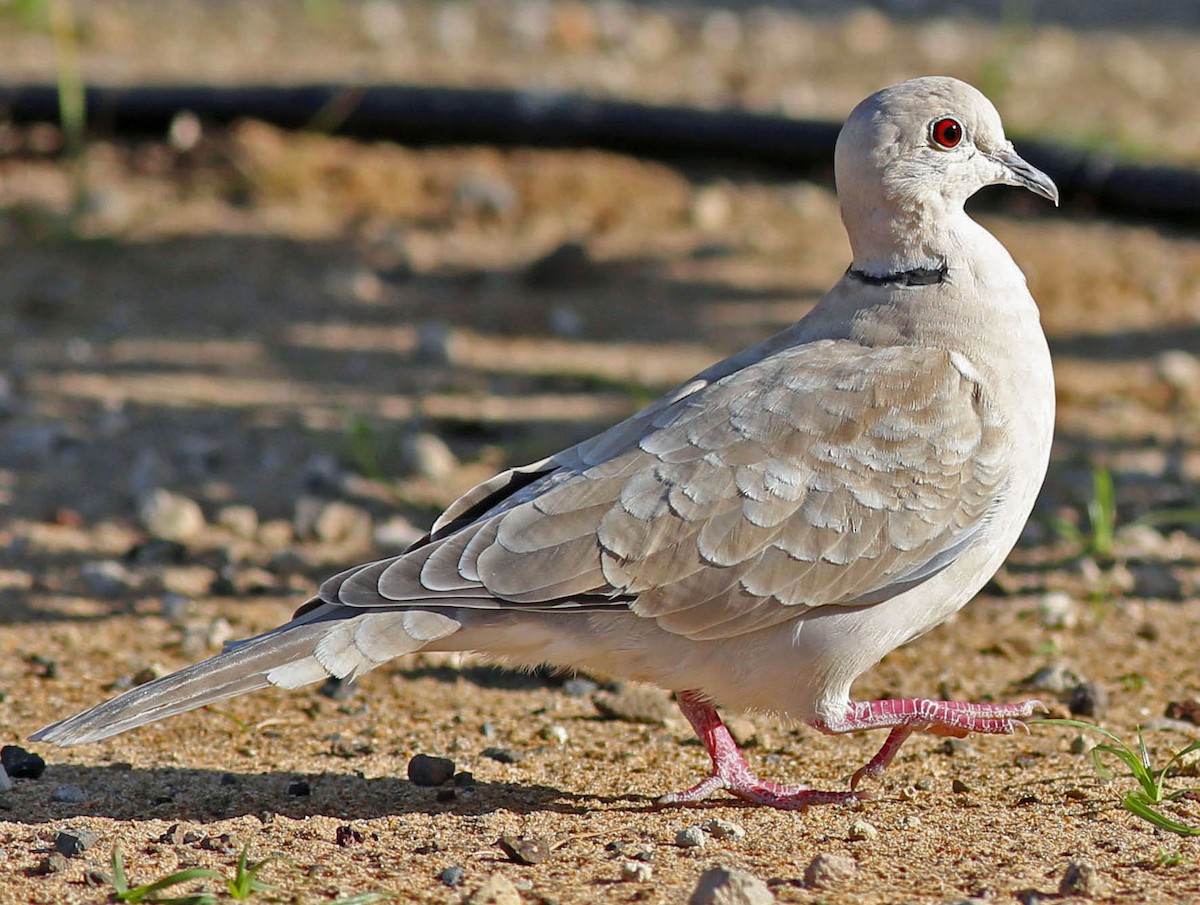 African Collared-Dove - ML90243031