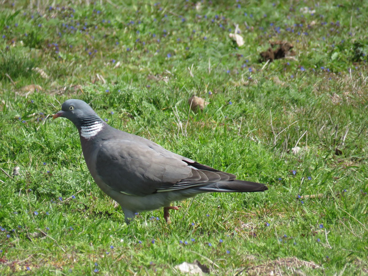 Common Wood-Pigeon - Jose Antonio Garcia
