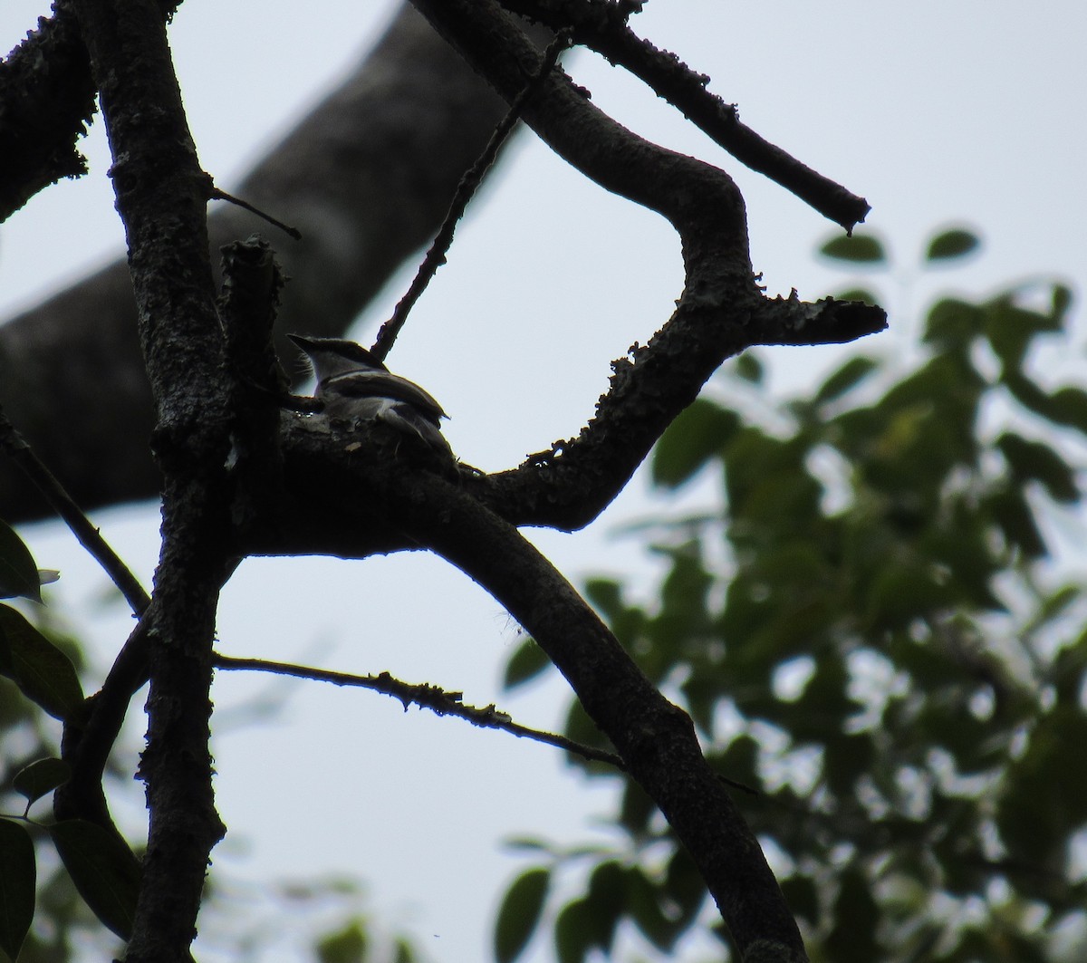 Bar-winged Flycatcher-shrike - Kalaimani Ayuthavel