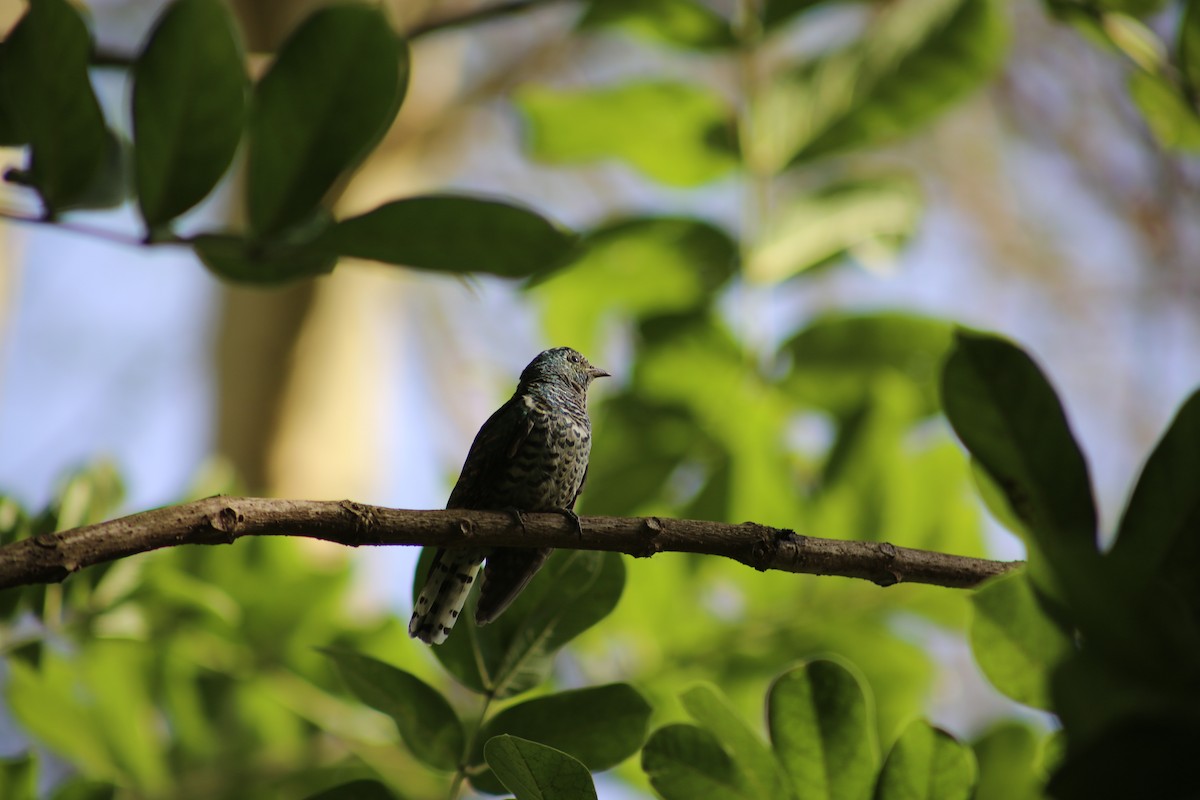 African Emerald Cuckoo - Morgan Van Peursem