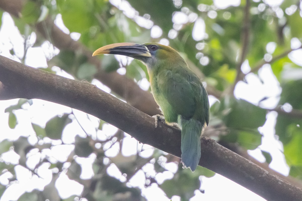 Groove-billed Toucanet - ML90246051