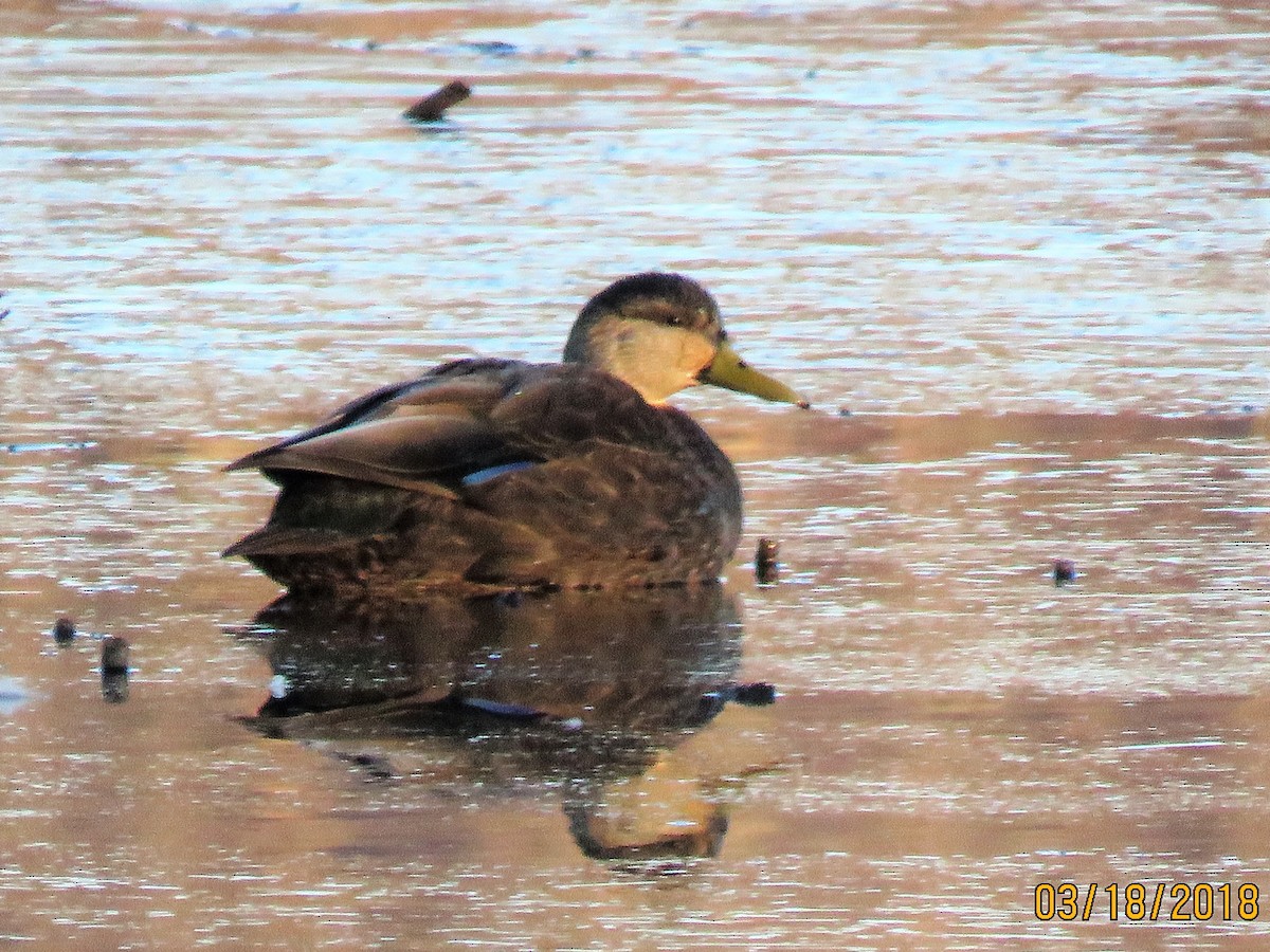 American Black Duck - dave chase