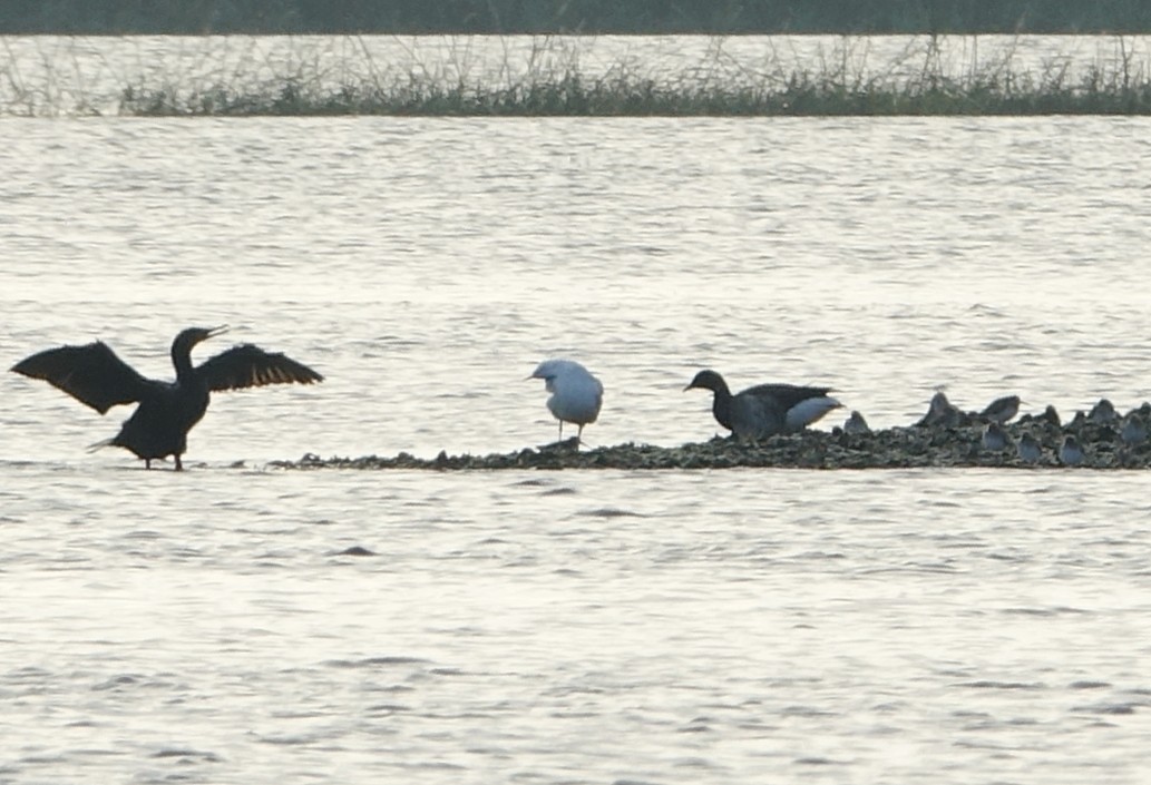 eBird Checklist - 18 Mar 2018 - Jim King Park and Boat Ramp at Sisters ...