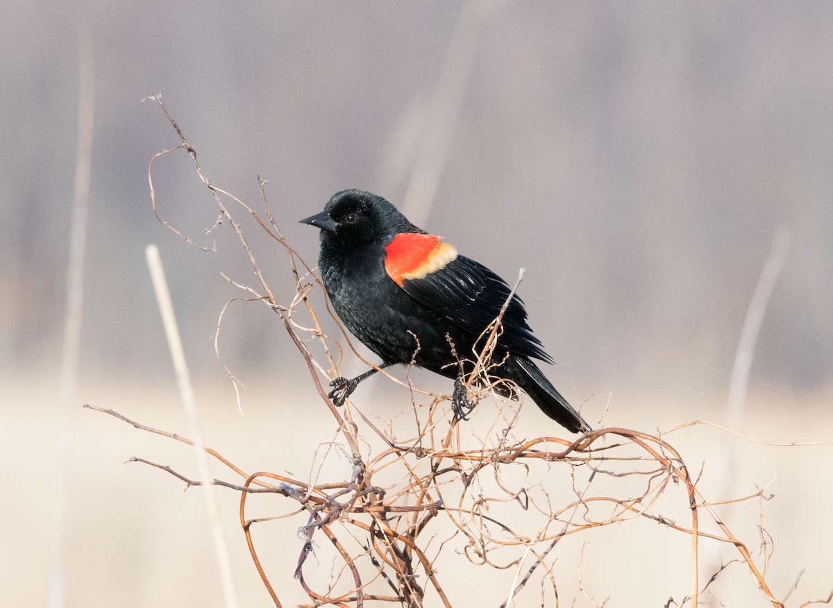 Red-winged Blackbird - Erin Avram