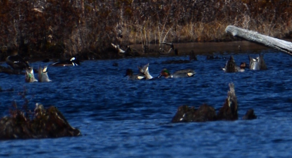 Green-winged Teal - ML90252361