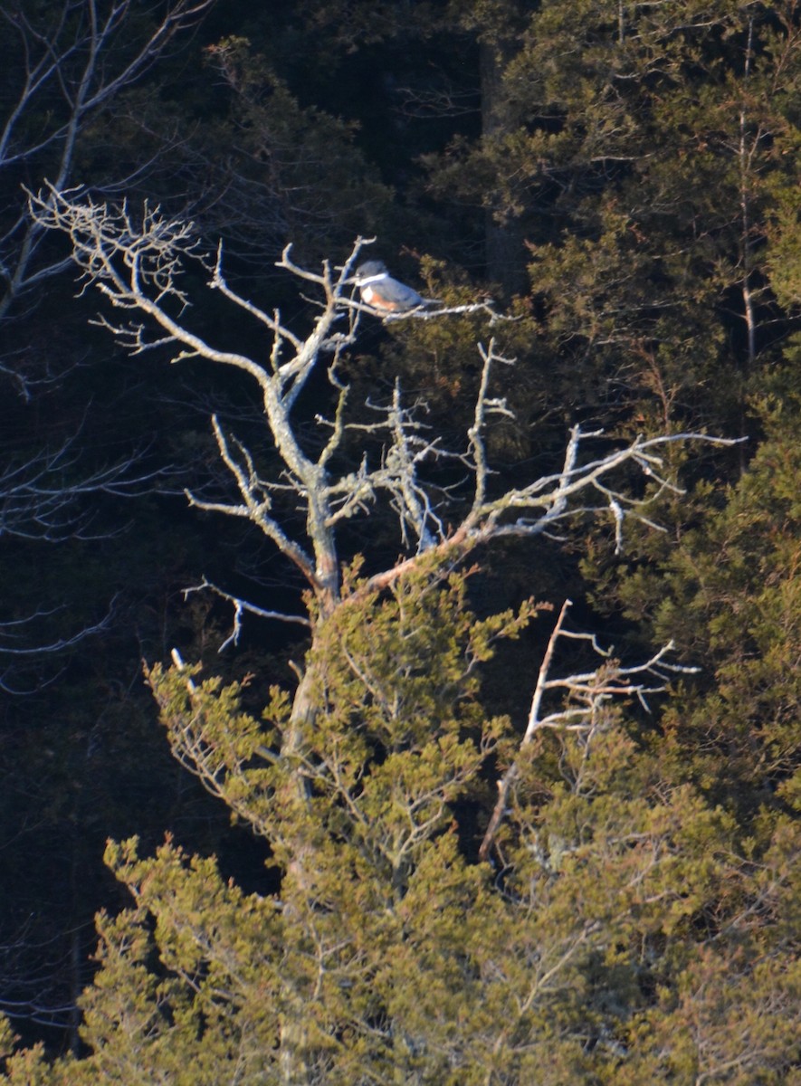 Belted Kingfisher - ML90254991