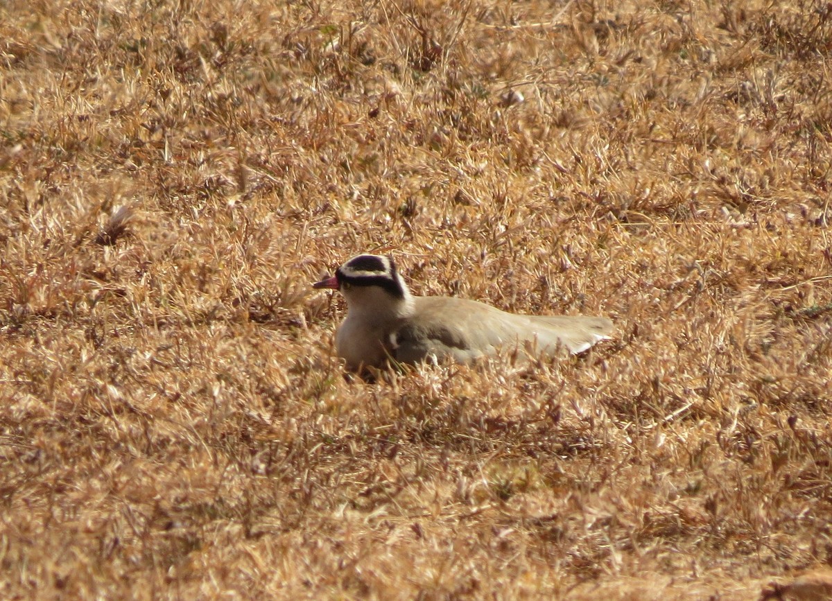 Crowned Lapwing - ML90255221