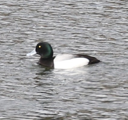 Greater Scaup - ML90255361
