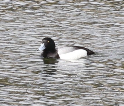 Greater Scaup - ML90255371
